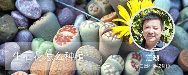 生石花怎么种植 生石花怎么种植