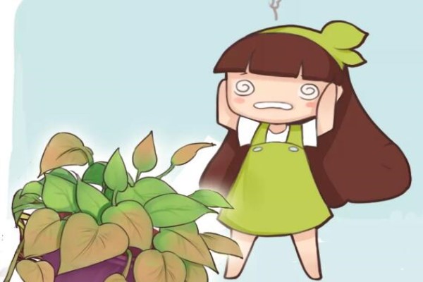 绿萝君子兰又黄叶？再不救，入冬就死！