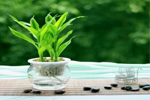 啥人送啥花，你一定得注意了，送不对可得罪人了！