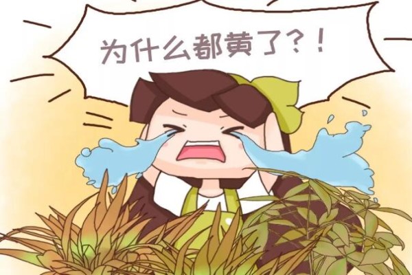 家养幸福树，没注意这几点，分分钟死翘翘！