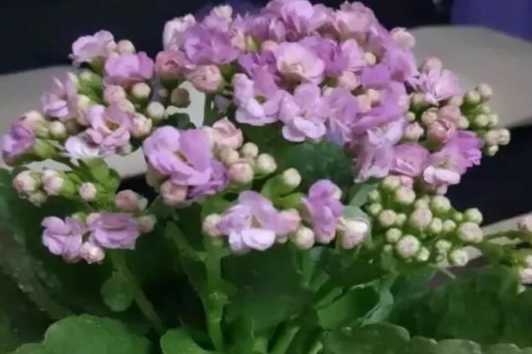 长寿月季出现这种枝，赶紧剪，不然一夜之间全死光！