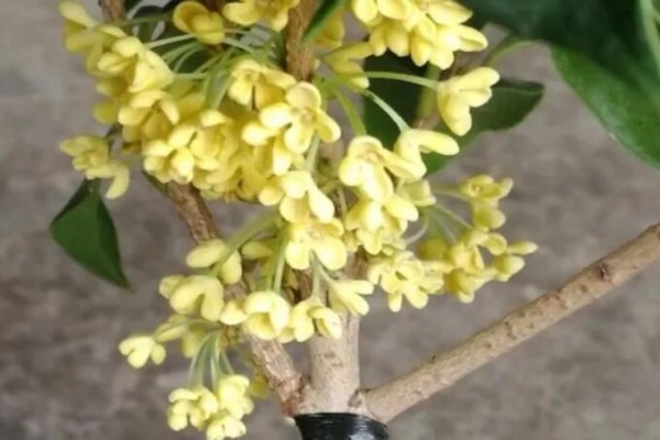 气温骤降10℃！你家的花再不管，秋冬肯定只剩盆！