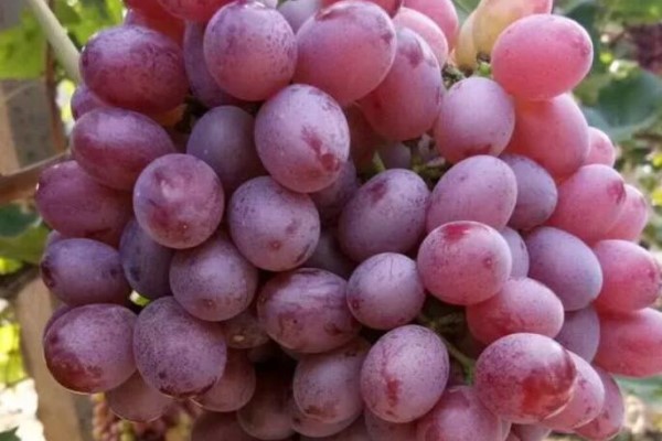 橘子、梨、石榴还分公母？1分钟教你挑母的，更甜更多汁，小贩要哭了！