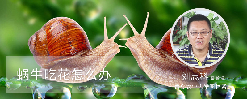 蜗牛吃花怎么办 蜗牛吃花怎么办