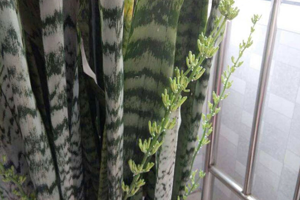 这种过期“药”别扔，养虎皮兰时候用上点，生长就像打了激素收不住！