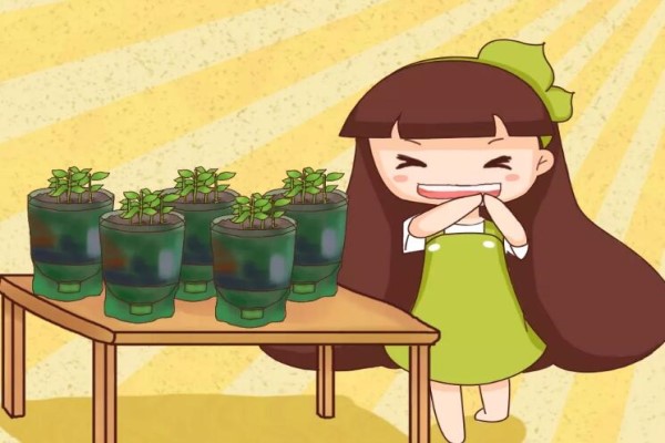 他用塑料瓶种菜,边长边吃,自动浇水,不占地方! 他用塑料瓶种菜,边长边吃,自动浇水,不占地方!