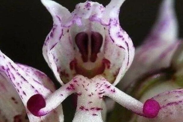 支付宝锦鲤算什么！这些花家里有2盆，一辈子不愁吃喝！