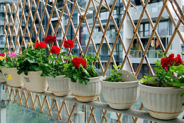 农村当柴火的“植物”，现在市场价卖80元，赶紧回家种一盆！