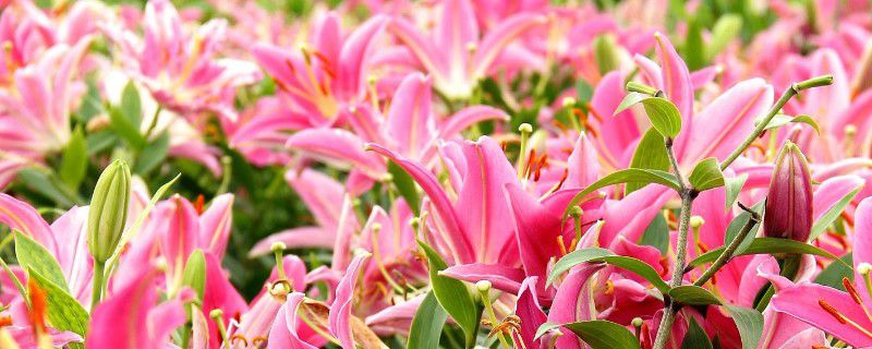 百合花的种子怎么种 百合花的种子怎么种