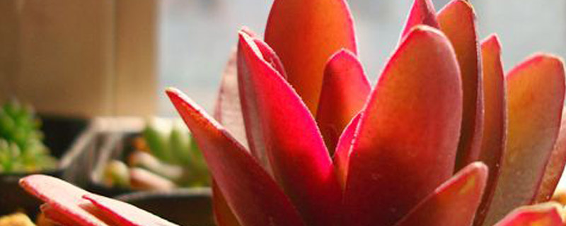 火祭不红怎么办