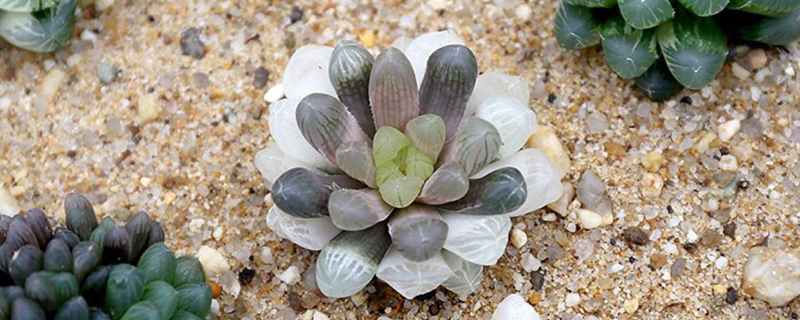 玉露的花语 玉露的花语