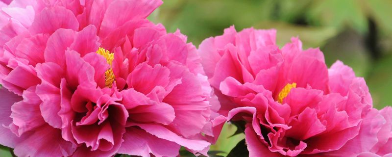 铜陵市花是什么 铜陵市花是什么