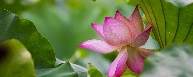 肇庆市花是什么 肇庆市花是什么