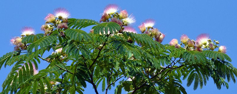 渭南市花是什么 渭南市花是什么