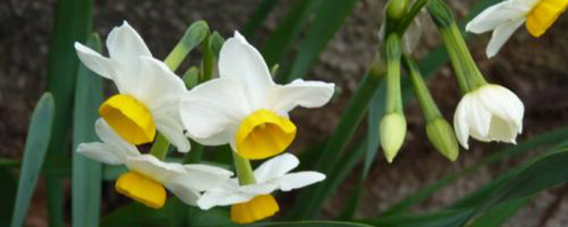 舟山市花是什么 舟山市花是什么