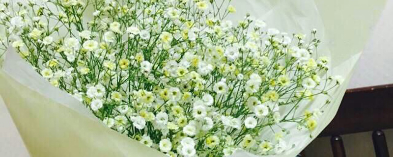 白色满天星花语是什么