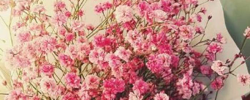 粉色满天星的花语