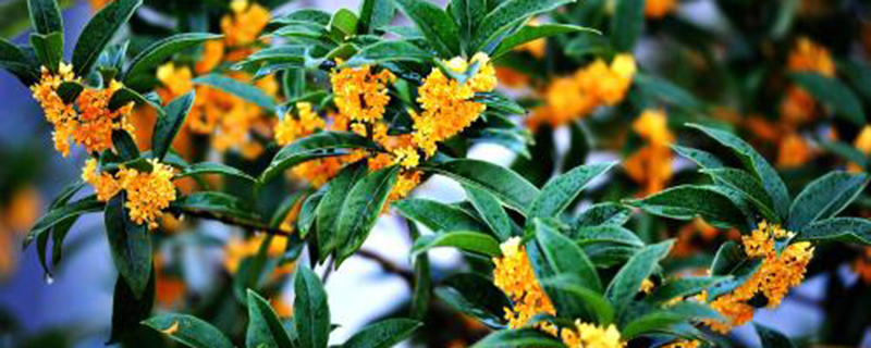杭州市花是什么
