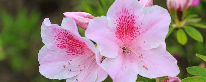 吉安市花是什么 吉安市花是什么