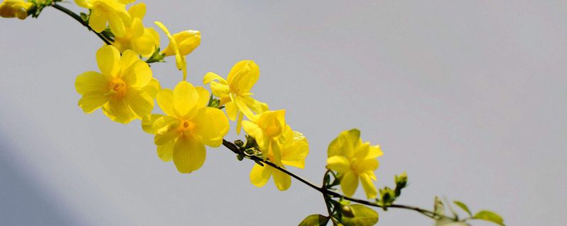 三明市花是什么 三明市花是什么