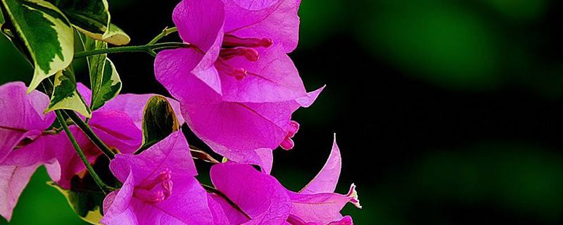 三亚市花是什么 三亚市花是什么