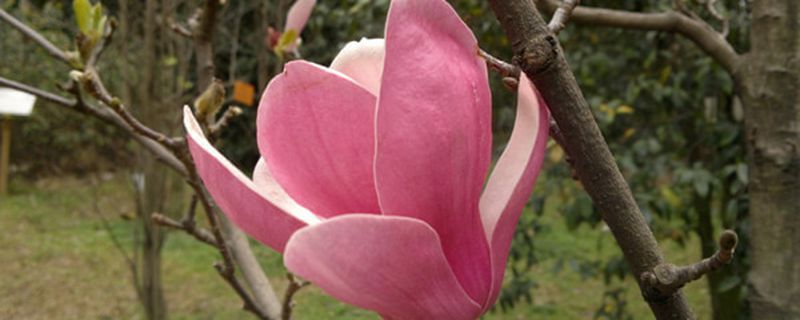 绥化市花是什么