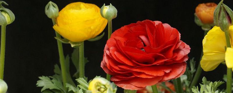四平市花是什么 四平市花是什么