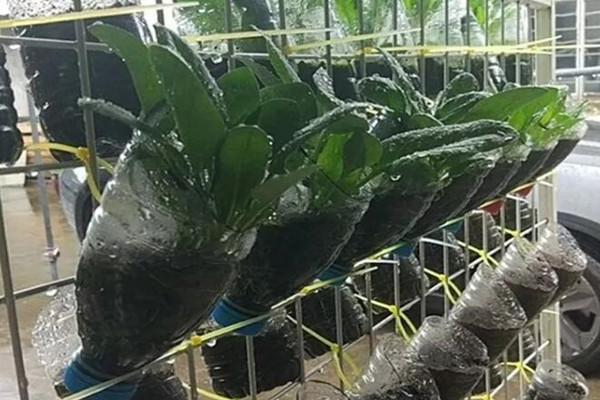 巴掌大的地，种了8种菜，吃完又蹭蹭长，收获一茬又一茬！