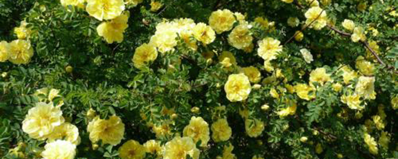 阜新市花是什么