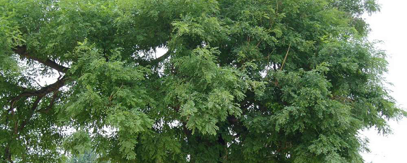 天水市树是什么