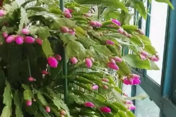 蟹爪兰叶子一摘,20天冒花芽,嗖嗖蹿成绿瀑布! 蟹爪兰叶子一摘,20天冒花芽,嗖嗖蹿成绿瀑布!