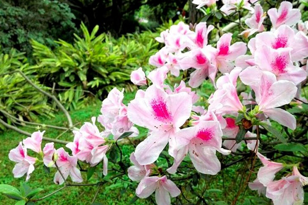 “干枯”花卉先别扔,喂1粒小药片,就能起死回生! “干枯”花卉先别扔,喂1粒小药片,就能起死回生!