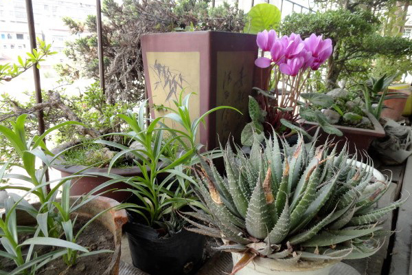 花盆里加点“它”,5年不换土,绿叶花苞照样不停冒! 花盆里加点“它”,5年不换土,绿叶花苞照样不停冒!
