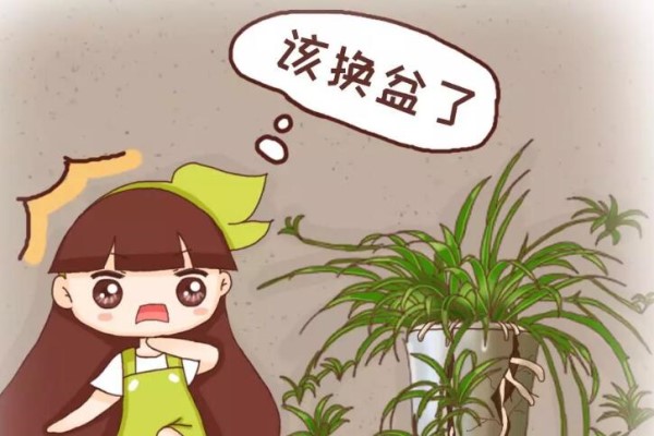 家里有这3种花,现在要赶紧换土,否则熬不过冬天! 家里有这3种花,现在要赶紧换土,否则熬不过冬天!