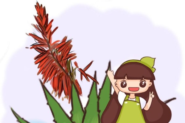 妈妈养10年的芦荟开花了，花朵半米长，带来吉祥好兆头！
