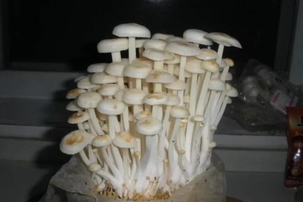 金针菇别买了,切断根丢盆里,7天冒出小脑袋,不花1分钱! 金针菇别买了,切断根丢盆里,7天冒出小脑袋,不花1分钱!