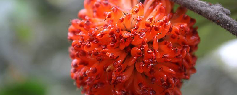 构树果实怎么没人吃