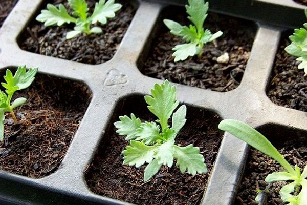 这3样菜种阳台,浇点水,收了一茬又一茬,都能长十年! 这3样菜种阳台,浇点水,收了一茬又一茬,都能长十年!
