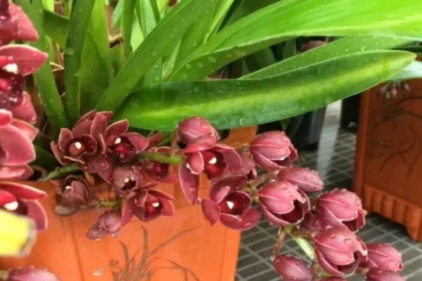 这8种花千万别乱送人,小心把福气送走了! 这8种花千万别乱送人,小心把福气送走了!