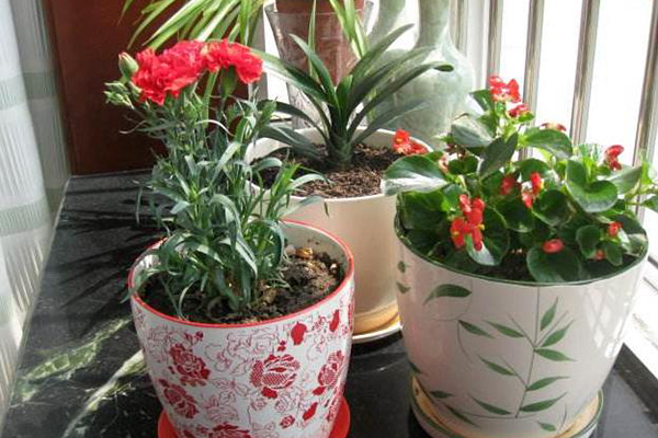 给花“换土”太麻烦,用这3个小东西,旧土变新,养啥都旺! 给花“换土”太麻烦,用这3个小东西,旧土变新,养啥都旺!
