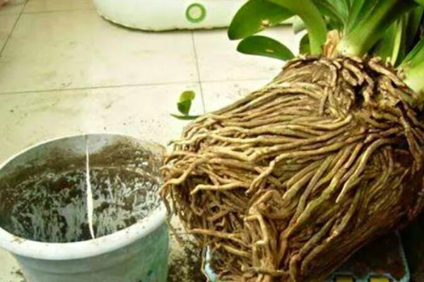 10年的绿萝吊兰打翻盆后,根竟然长这样,你还敢养吗? 10年的绿萝吊兰打翻盆后,根竟然长这样,你还敢养吗?