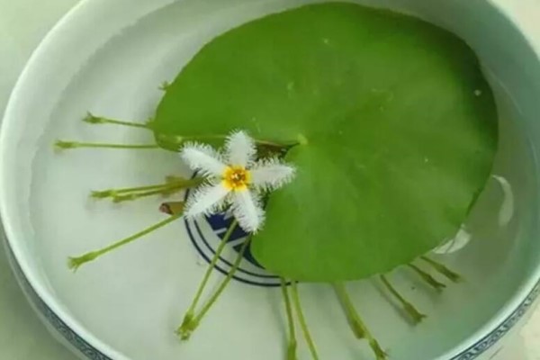 这花只有一片叶,一碗清水就能养,3个月长满一缸! 这花只有一片叶,一碗清水就能养,3个月长满一缸!