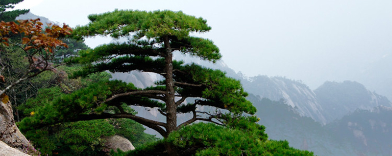 黄山市树是什么 黄山市树是什么