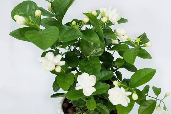 秋冬“茉莉”这么养,叶子片片绿,来年“花苞”挂满枝! 秋冬“茉莉”这么养,叶子片片绿,来年“花苞”挂满枝!