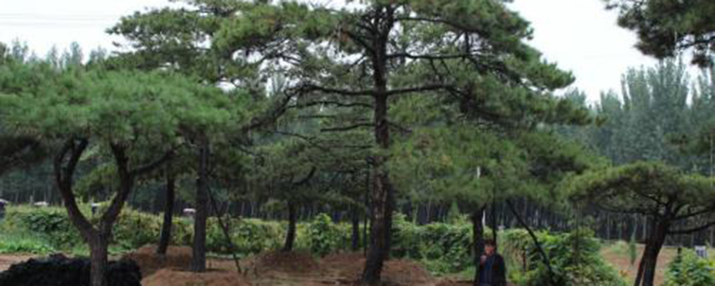 赤峰市树是什么 赤峰市树是什么
