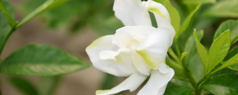 秋天栀子花可以换盆吗