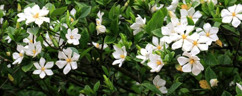 秋天栀子花叶黄怎么办