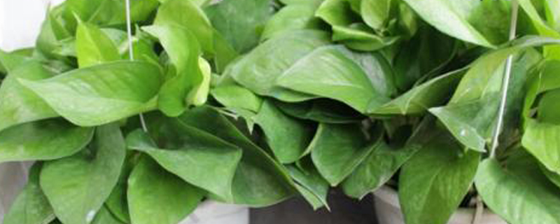 绿萝可以放卧室吗
