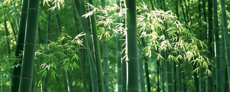 竹子叶变黄怎么办