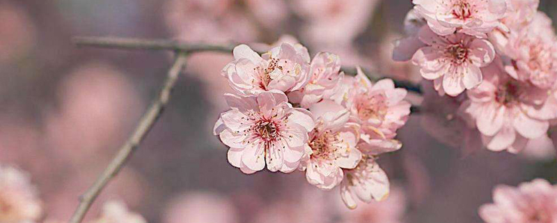 如何使梅花在元旦开花